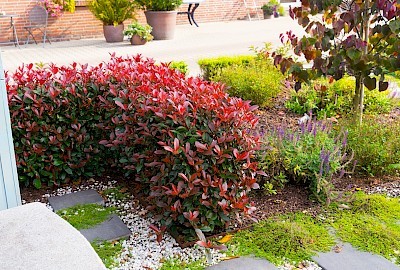 Devils Dream hedge with flower and red leaves